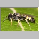 Crabro scutellatus - Grabwespe w01 9mm.jpg